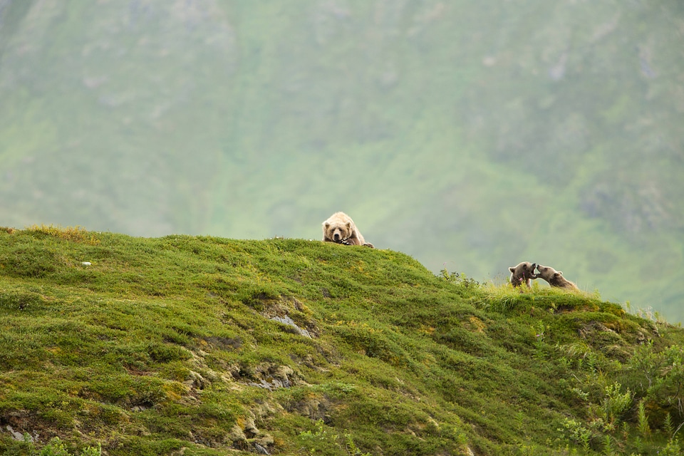 Scenic of Kodiak brown bears