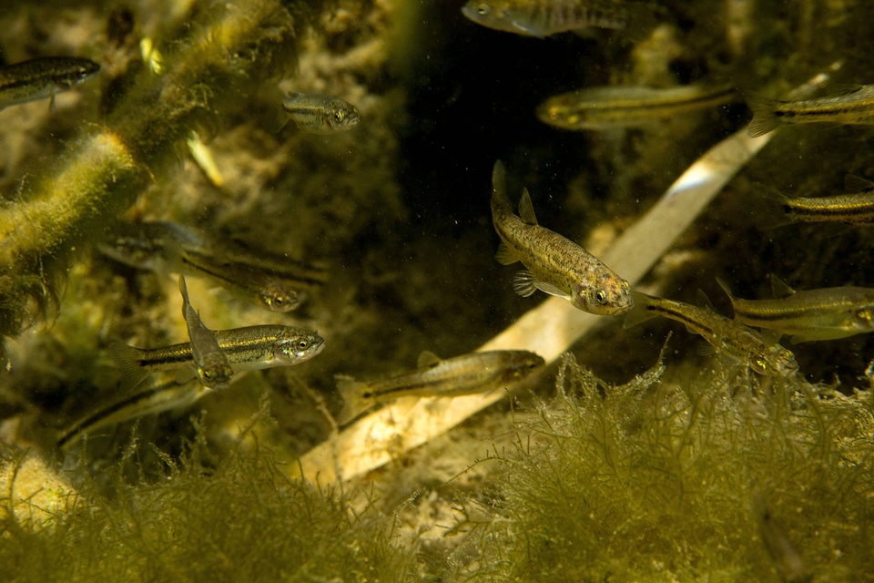 Ash Meadows Speckled Dace-2
