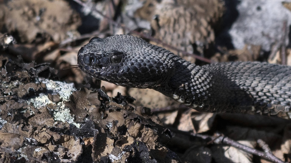 Timber rattlesnake