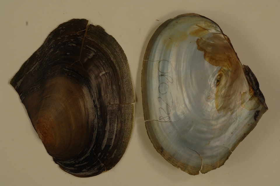 Anodonta nuttalliana
