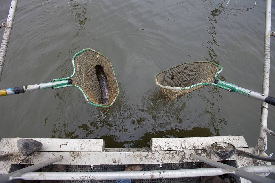 Electrofishing for Northern Snakehead-2