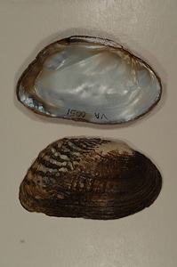 Lasmigona costata-1