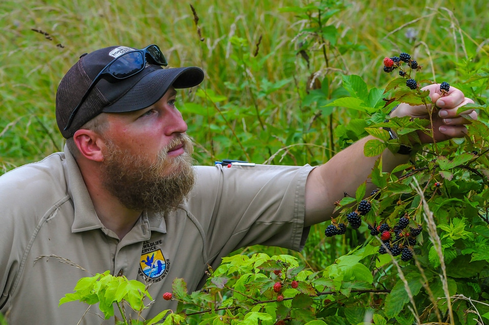 NCTC land management specialist with wild blackberry bushes with berries