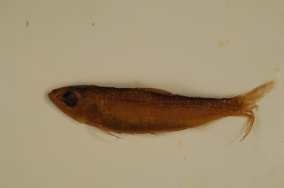 Alosa aestivalis-1