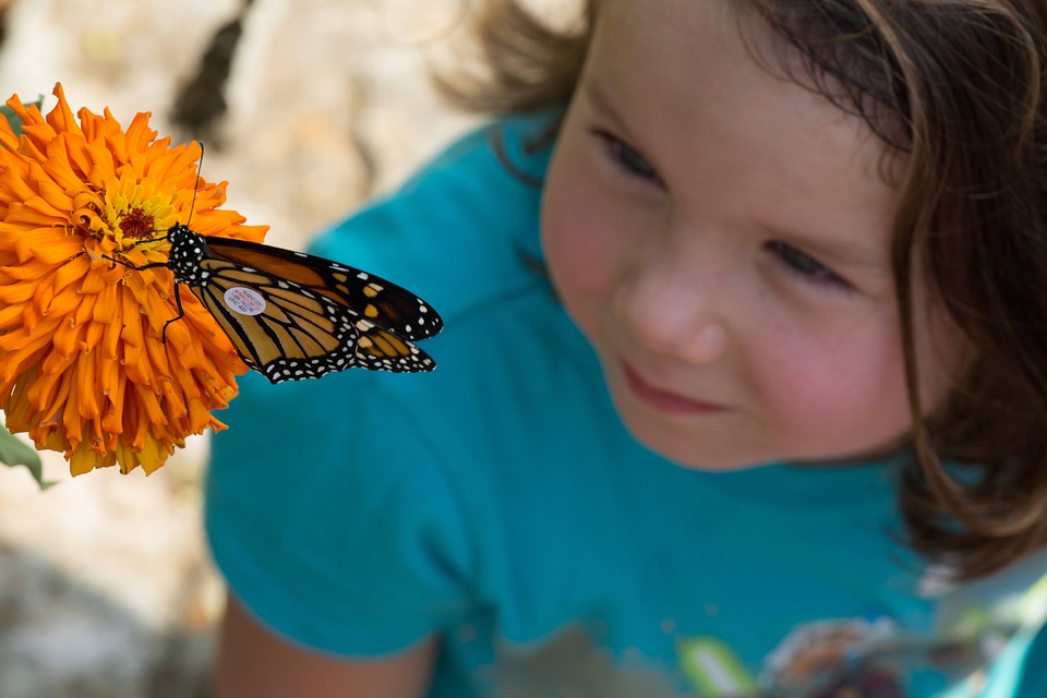 Tagged Monarch and child-1