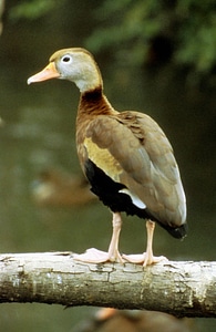 Red-bellied Tree Duck photo