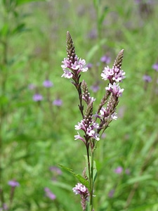 Bluevervain at Neal Smith National Wildlife Refuge