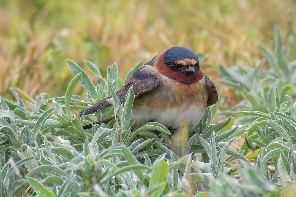  
Cliff Swallow sits in vegetation 