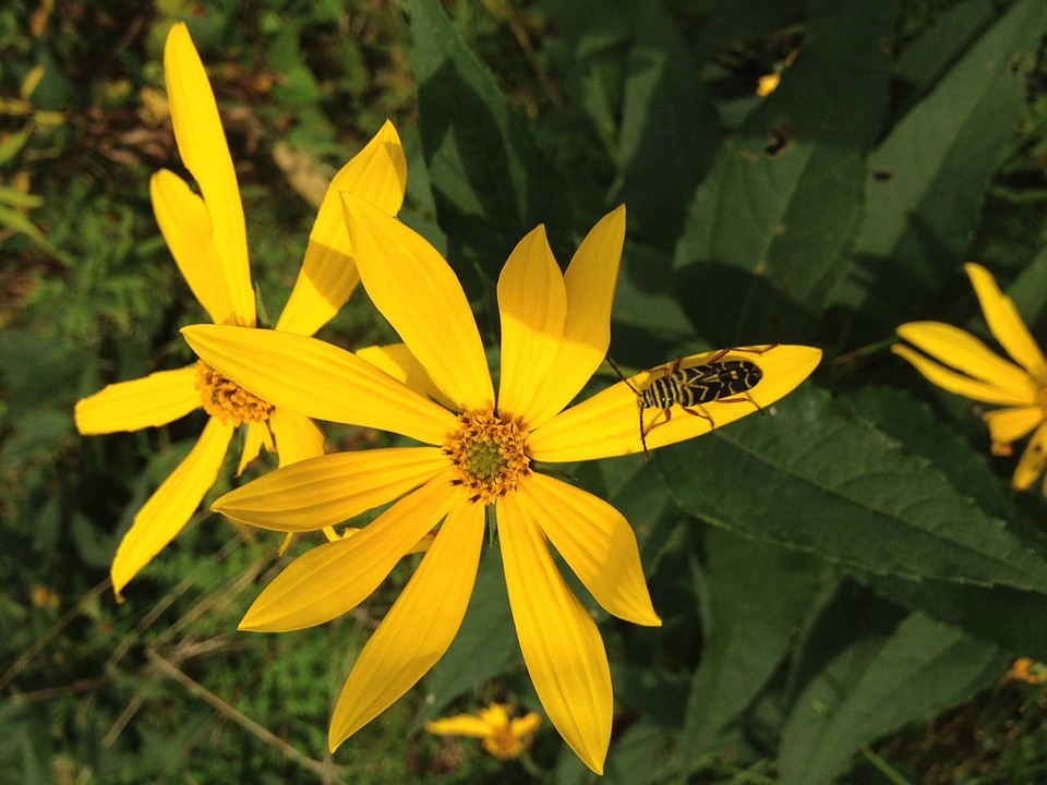 Locust borer beetle on a woodland sunflower
