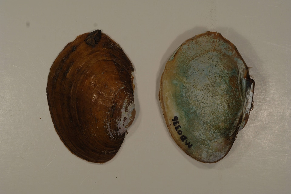 Lampsilis sp.-1