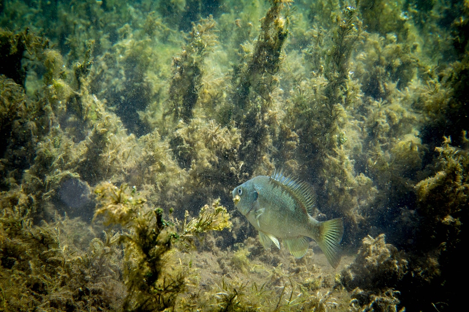 Redear Sunfish in vegetation