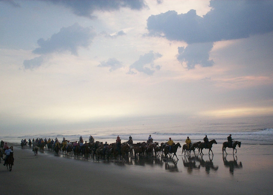 Salt Water Cowboys herding Chincoteague ponies