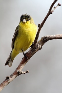 Lesser Goldfinch-1
