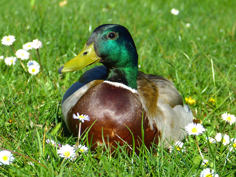 Bird duck bird colorful