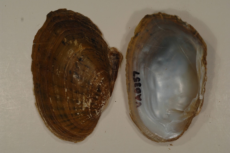 Ortmanniana pectorosa-1
