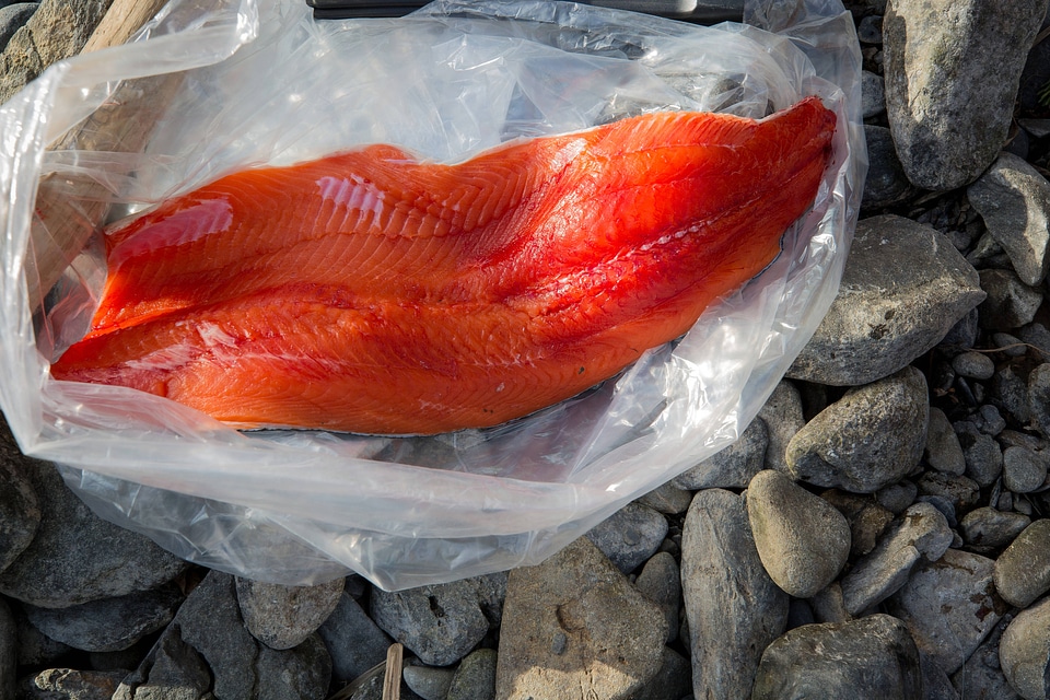 Fisherman catches silver salmon-1