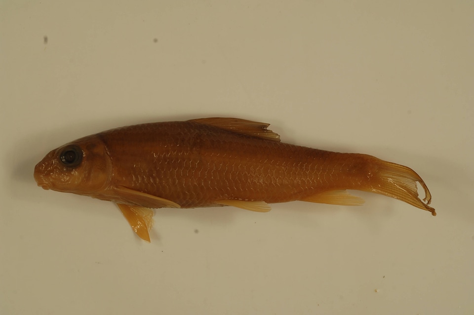 Moxostoma macrolepidotum-1