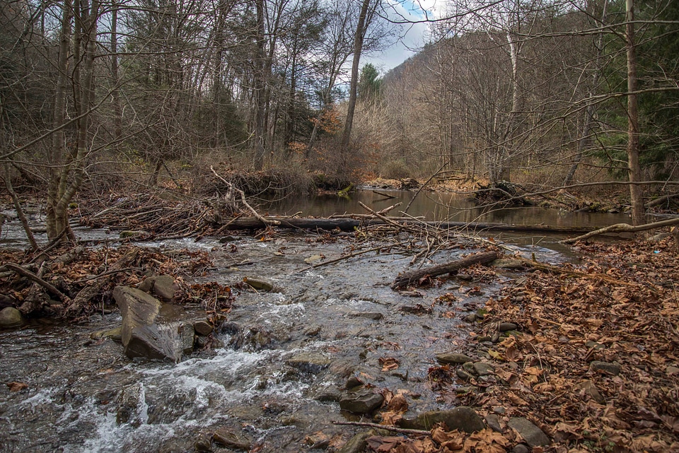 Beaver dam across stream