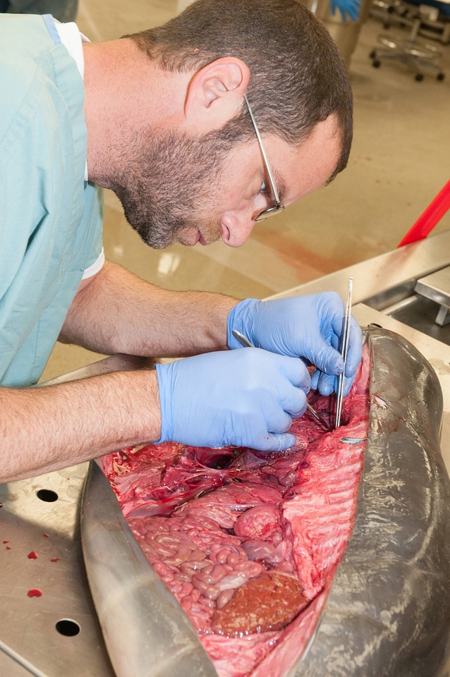 Marine Mammal Stranding Course at NCTC-2