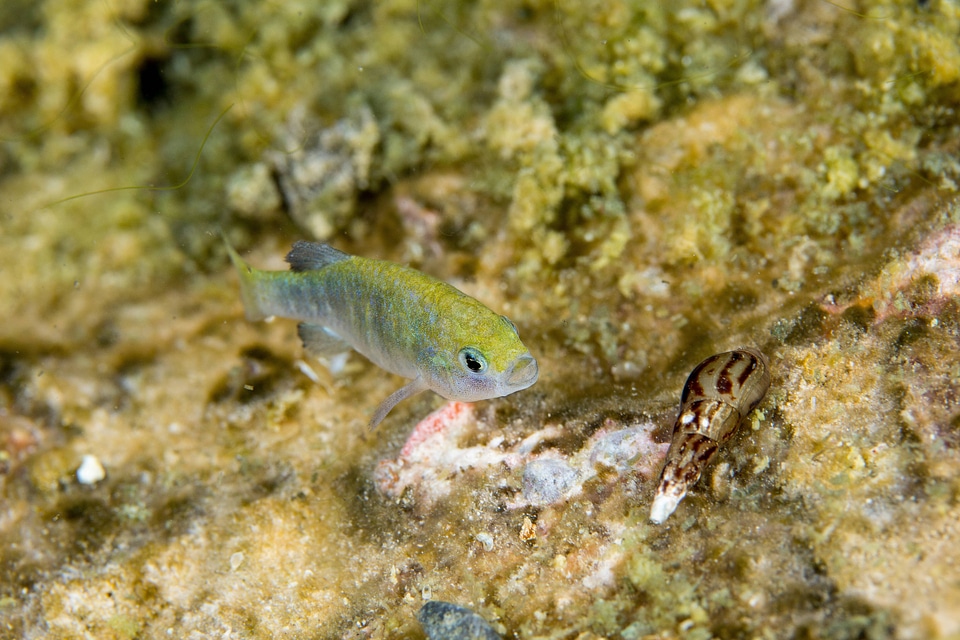 Ash Meadows Amargosa pupfish-1