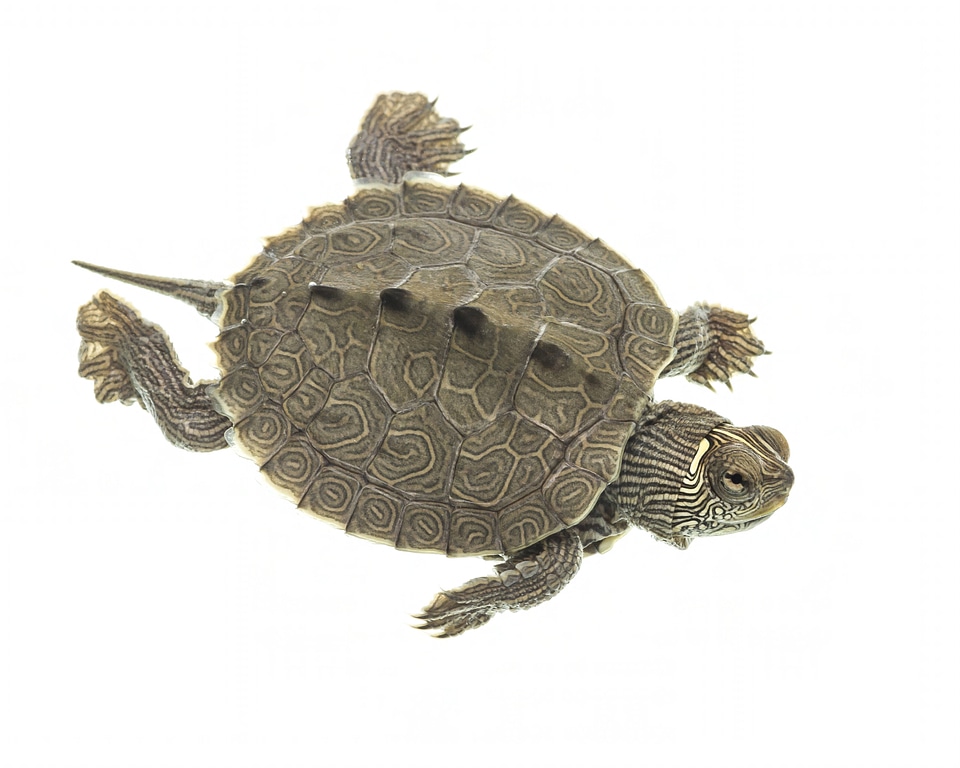 False map turtle swimming
