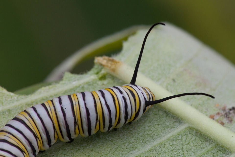 Monarch butterfly larvae feeding on milkweed-1