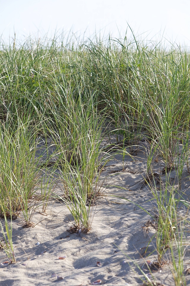 Nantucket beach grass