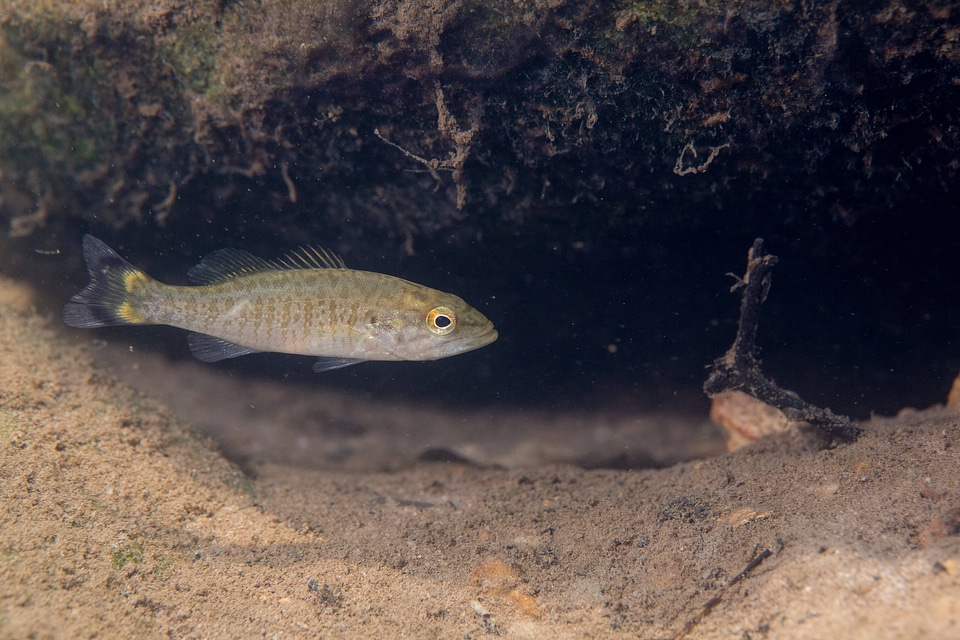  Smallmouth bass-4
