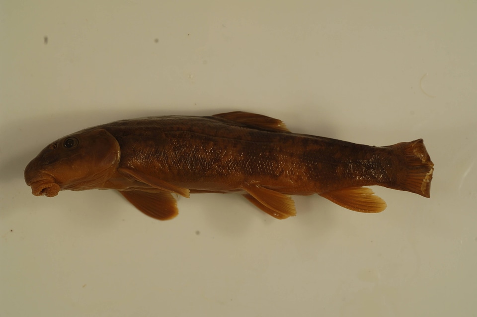 Catostomus rimiculus