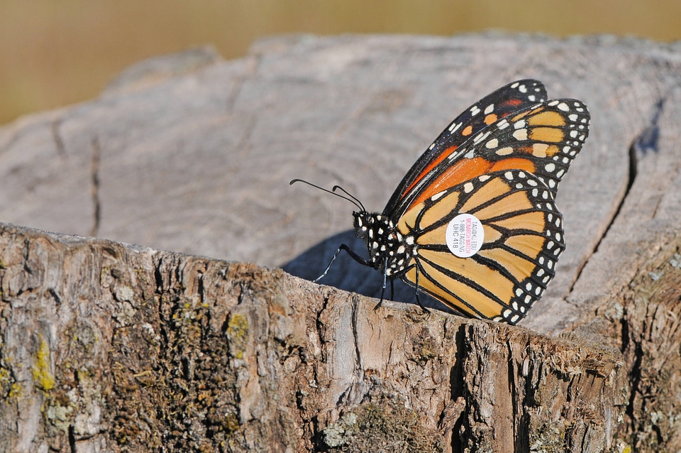 Tagged Monarch butterfly