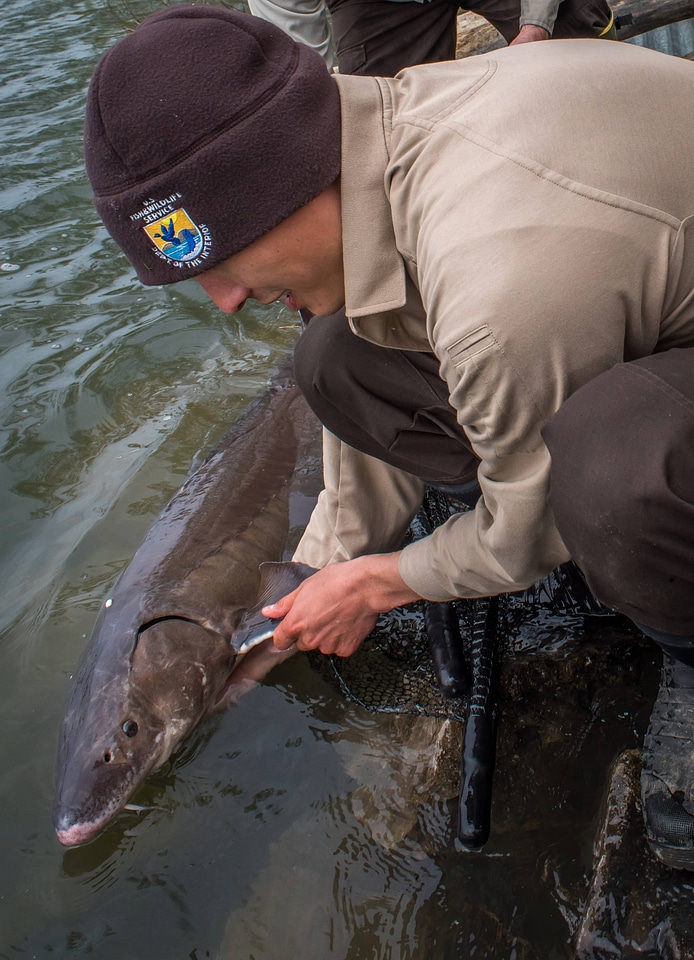 USFWS Fisheries workers prepare to release Lake sturgeon