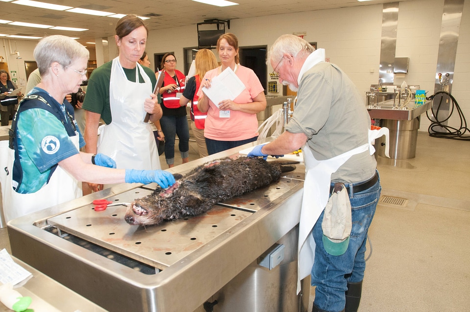 Marine Mammal Stranding Course at NCTC-1