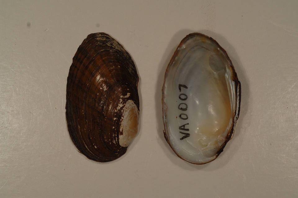 Villosa iris-2