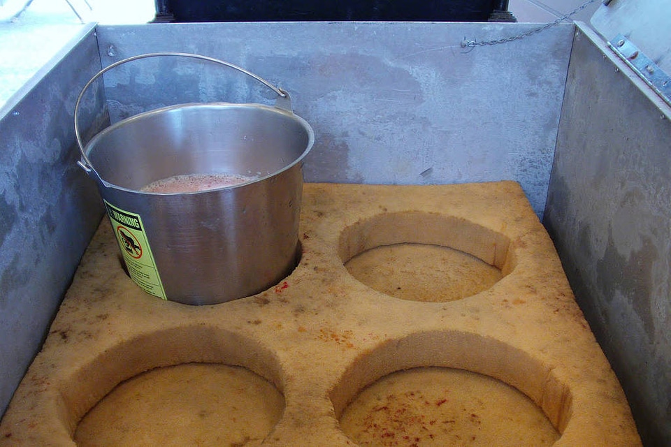 Fertilized Eggs Placed in Buckets