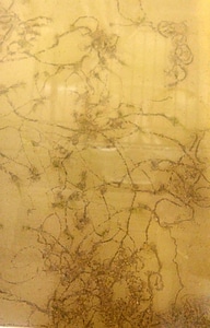Juvenile mussel trails in the Hruska box