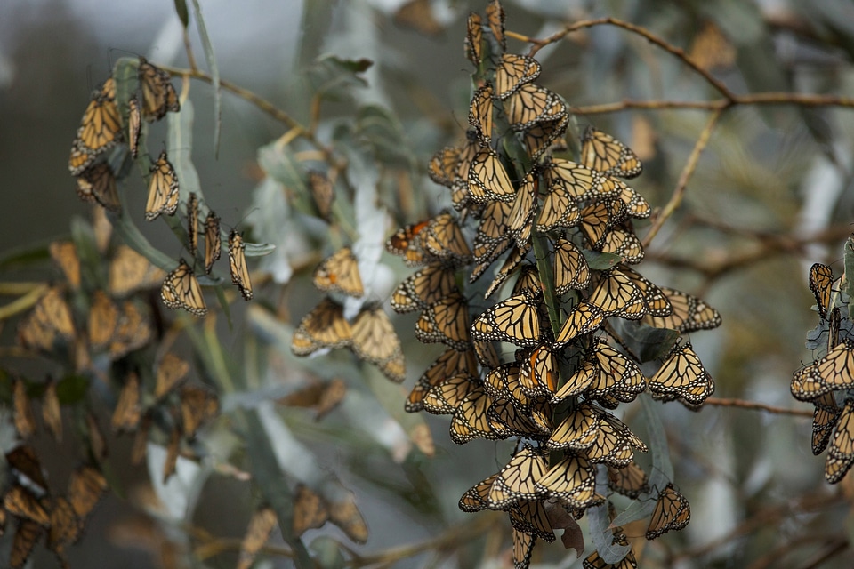 Monarch butterflies-1