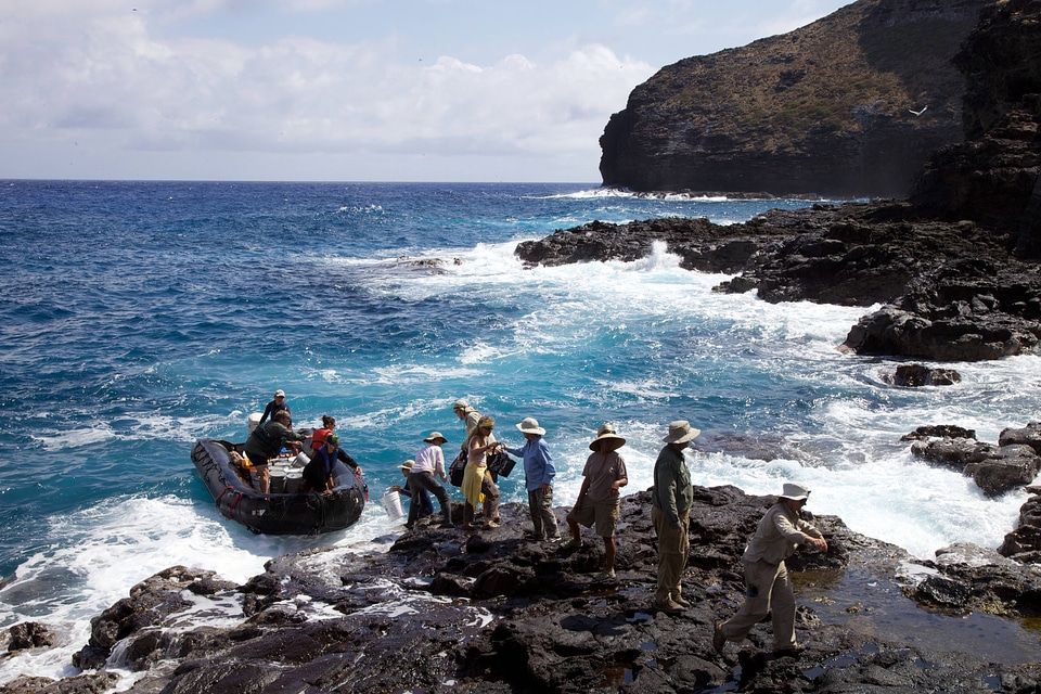 Nihoa Millerbird Translocation-1