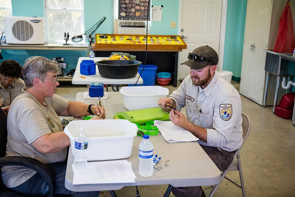 FWS biologist measures endangered Purple Cats's Paw mussel