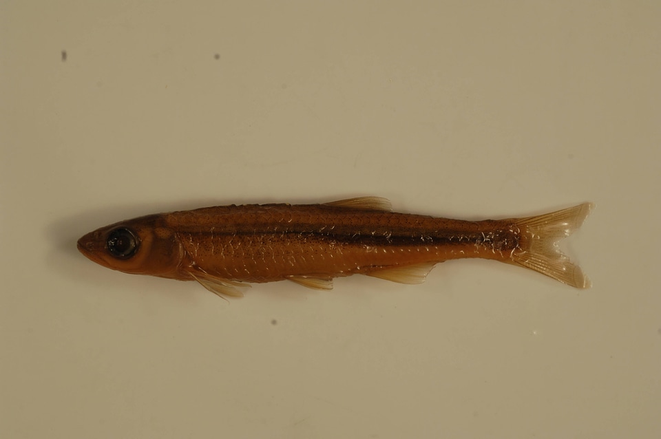 Notropis rubellus-1
