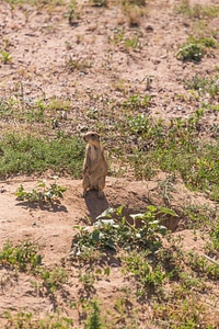 Black-tailed Prairie Dog