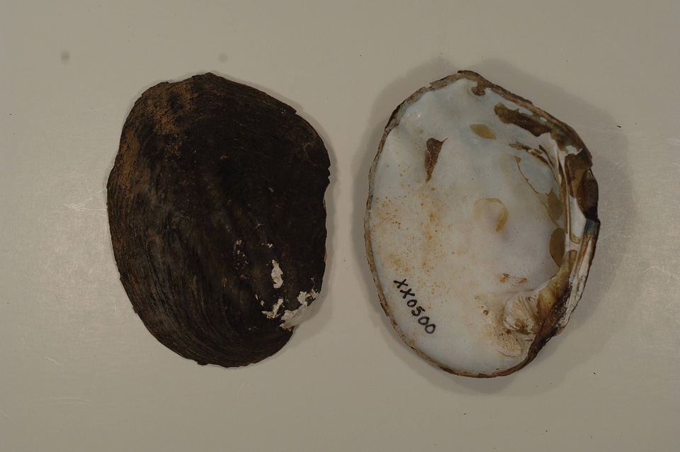 Amblema plicata-2