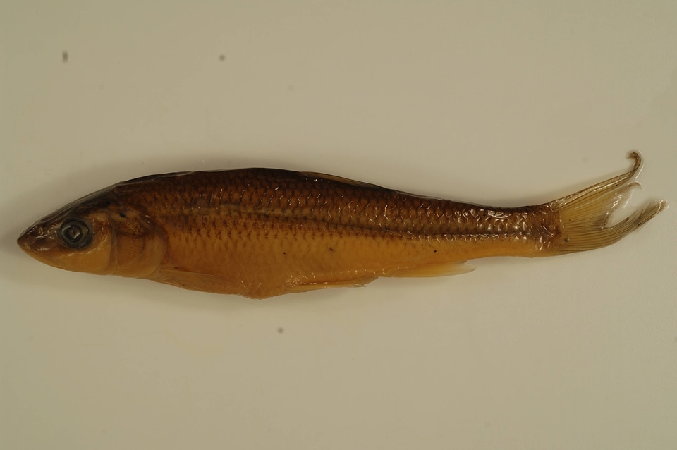 Semotilus corporalis