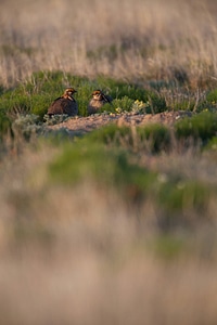 Lesser Prairie-Chicken-1