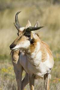 Pronghorn at Buenos Aires National Wildlife Refuge