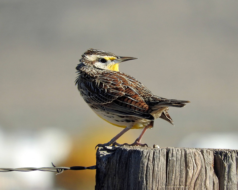 Western Meadowlark sits on a fence post