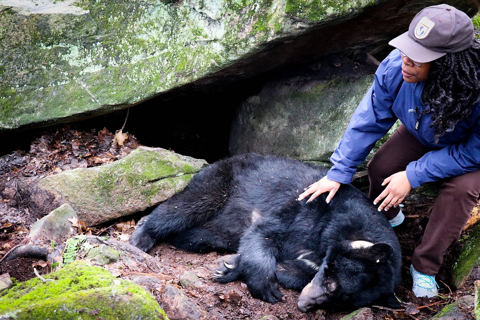 Biologist looking at tagged black bear