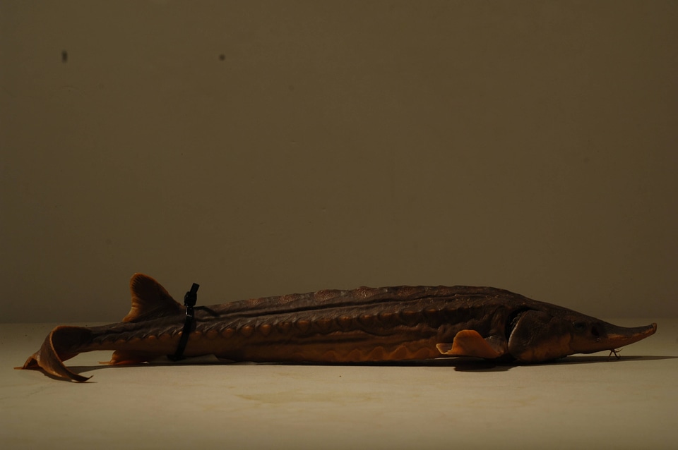 Acipenser o. oxyrinchus