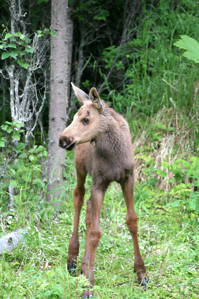 Moose calf
