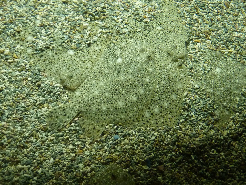 Fish hidden concealed