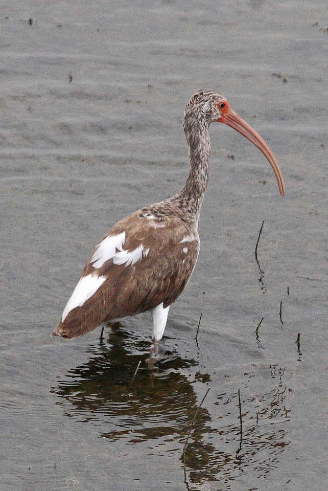 White Ibis 